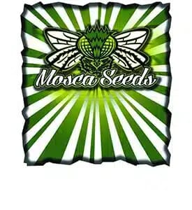 Mosca Negra
