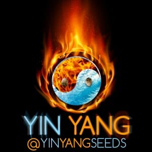 Yin Yang Seeds