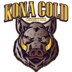 Kona Gold Genetics
