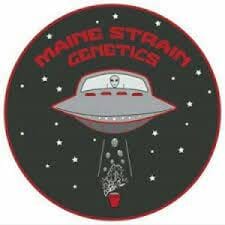 Maine Strain Genetics