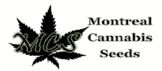 Montreal Cannabis Seeds thumbnail