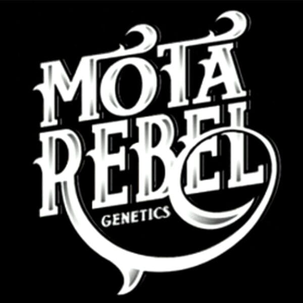 Mota Rebel