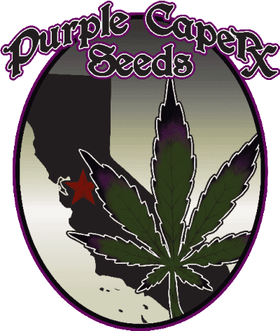 Purple Caper Seeds