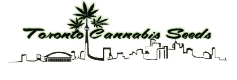 Toronto Cannabis Seeds