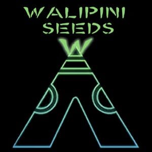 Walipini Seeds